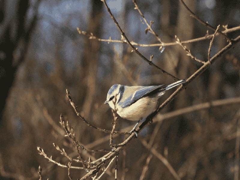 助孕汤试管试管囊胚吃菠萝试管血液怎么保存